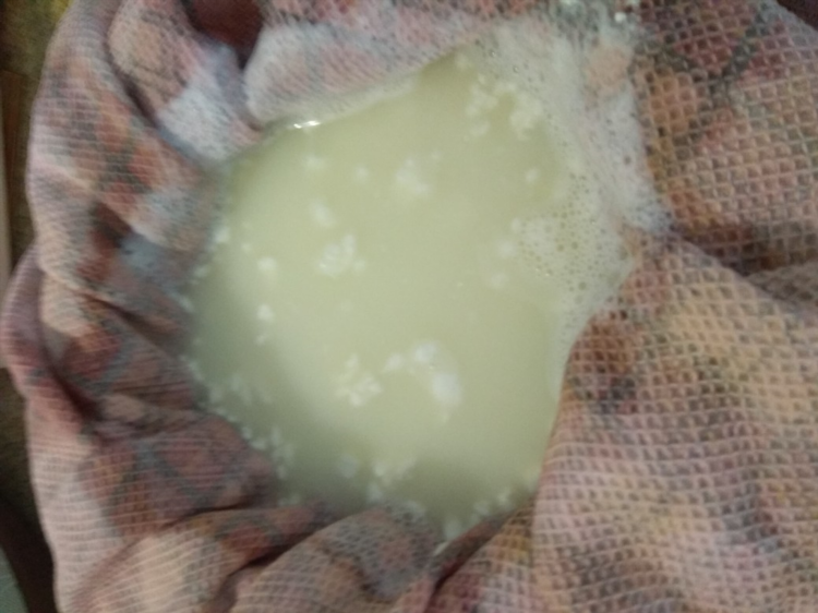 Можно ли делать сыр из кислого молока